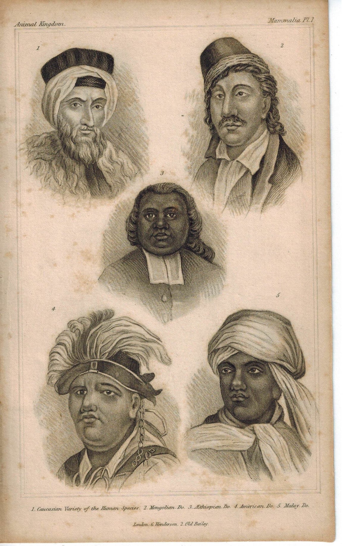 Variety of Human Species Caucasian Mongolian American Engraved Cuvier Print