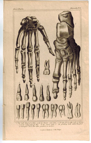 Anatomy of Bones Hand Feet Teeth Skeleton 1837 Antique Engraved Cuvier Print