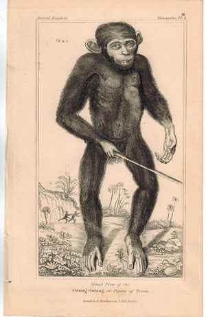 Smiling Orangutan (Orang Outang) Primates Monkey 1837 Antique Cuvier Print