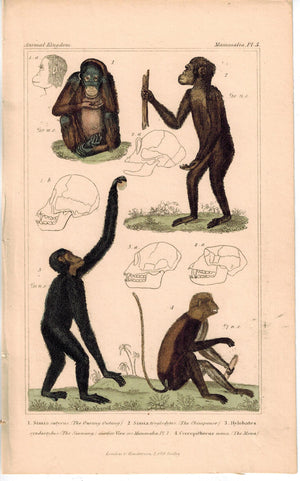 Monkey Orangutan Chimpanzee 1837 Antique Hand Color Mammal Cuvier Print