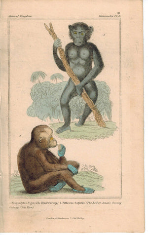 Black Red Orangutan Primates Monkey 1837 Antique Hand Color Cuvier Print