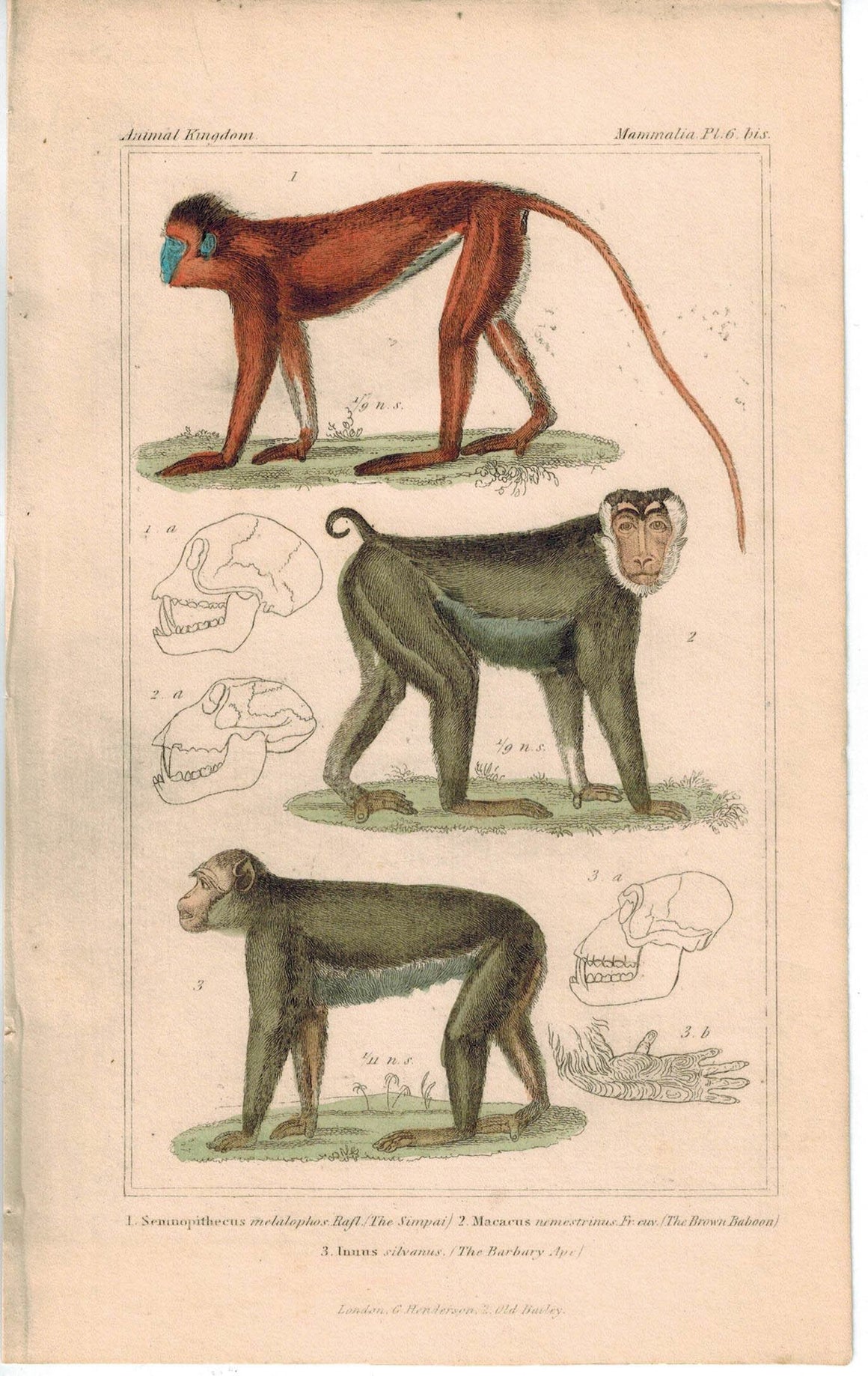 Anatomy of Monkey Baboon Ape 1837  Hand Color Engraved Cuvier Print