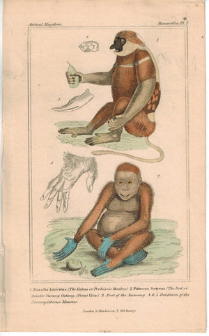 Proboscis Monkey Orangutan 1837 Antique Hand Color Engraved Cuvier Print