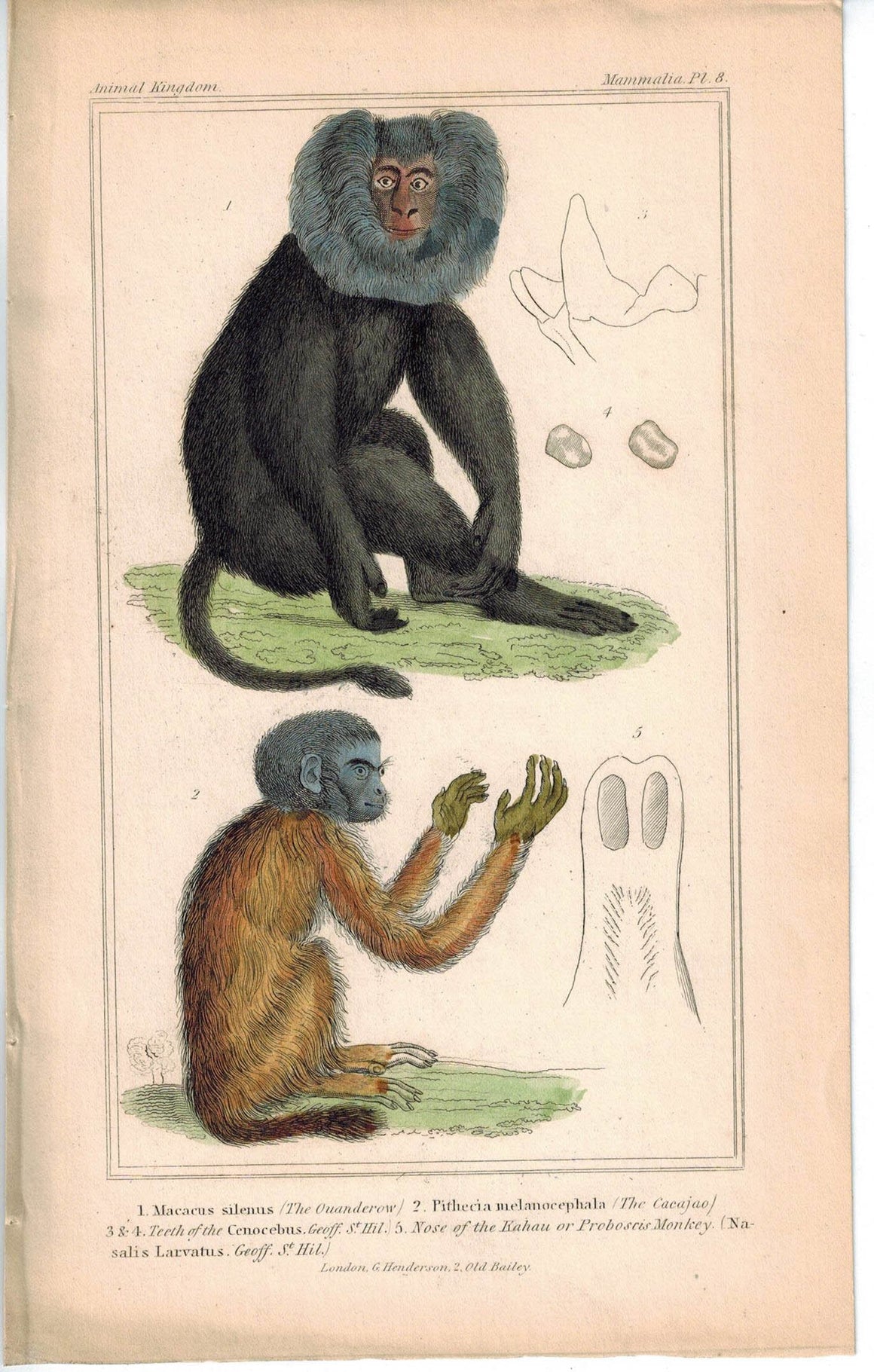 Macacus Ouanderow & Cacjou Monkey 1837 Antique Hand Color Engraved Cuvier Print