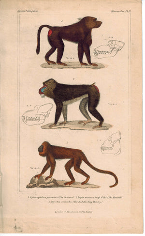 The Chacma Papio & Red Howling Monkey 1837 Antique Color Engraved Cuvier Print