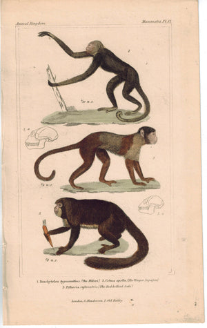 Mikiri Weeper Sapajou Red Bellied Saki Monkey 1837 Engraved Cuvier Print