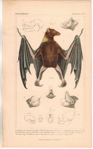 Rousette of Dussumier Bat 1837 Antique Hand Color Engraved Cuvier Print