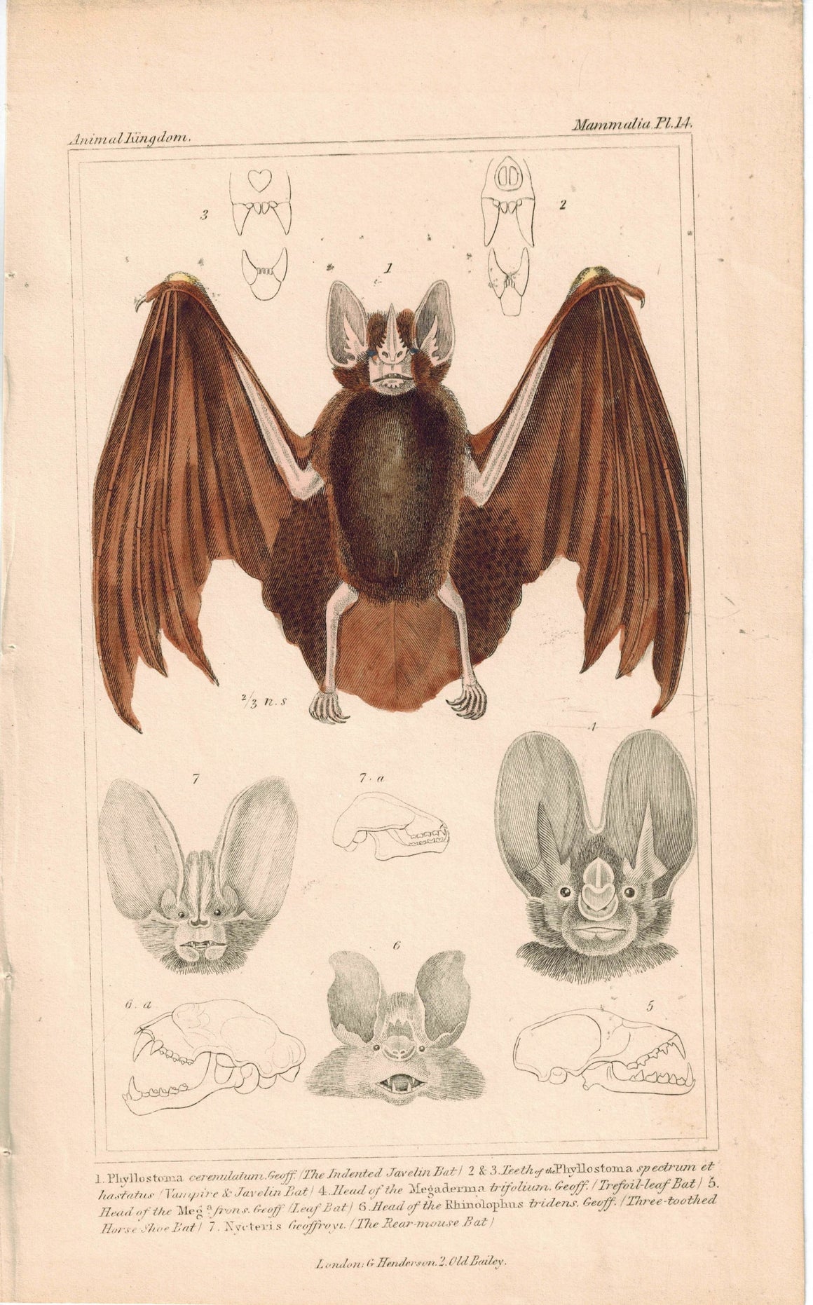 Vampire & Indented Javelin & Rear-Mouse Bat 1837 Engraved Cuvier Print