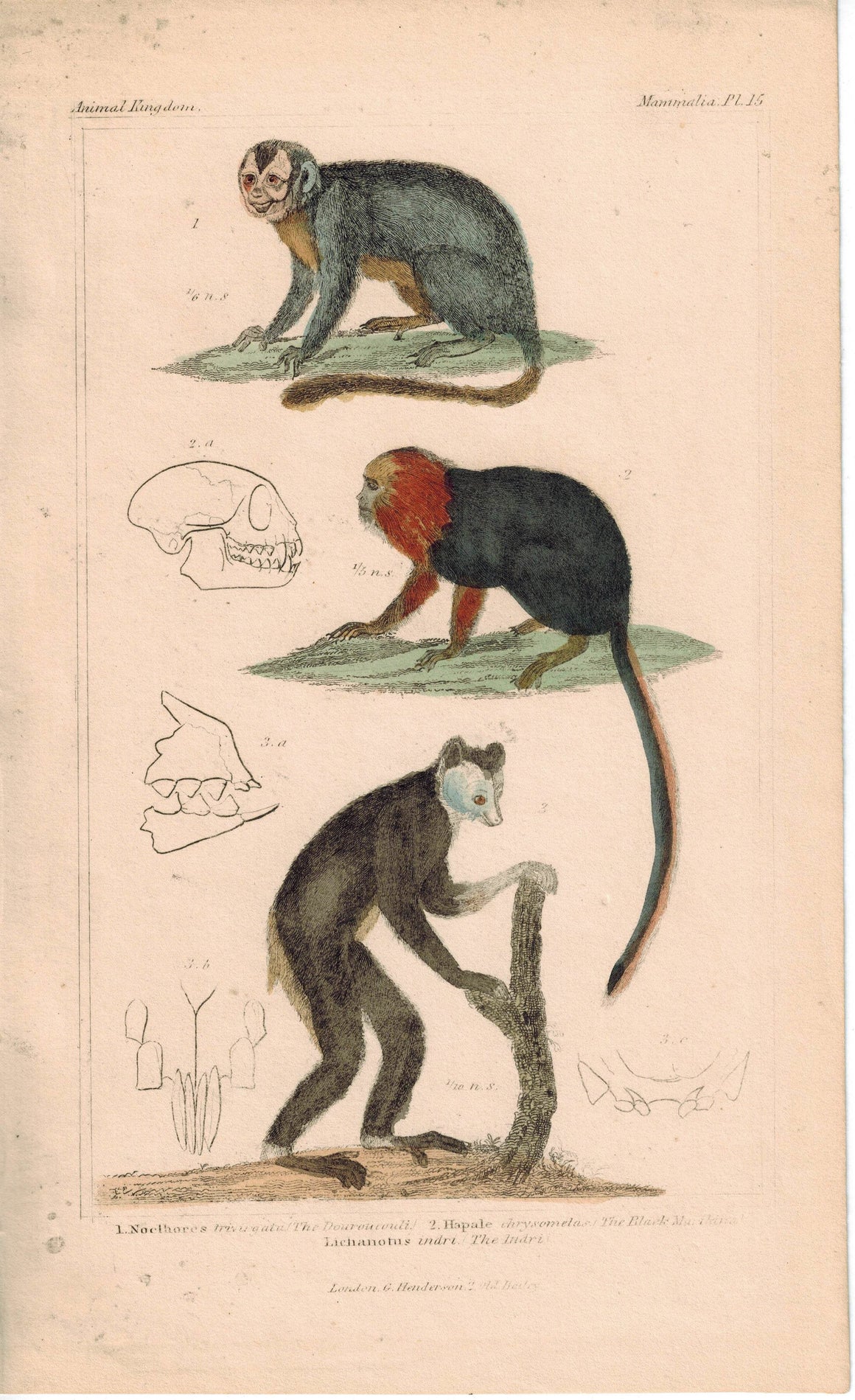 Douroucouli Night Monkey & Black Marikina & Indri 1837 Engraved Cuvier Print
