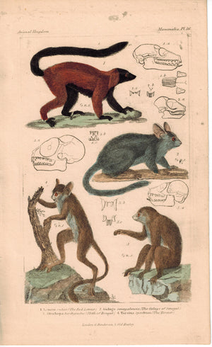 Red Lemur Galago of Senegal and Sloth of Bengal 1837 Color Engraved Cuvier Print