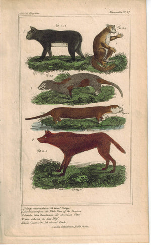 Galgo Furriers American Otter Red Wolf & Koala 1837 Engraved Cuvier Print