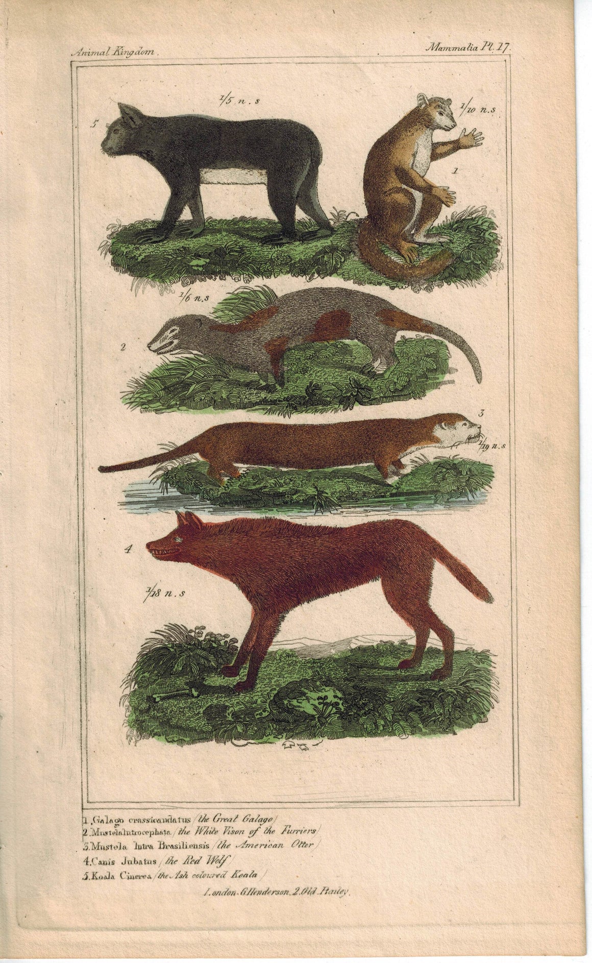 Galgo Furriers American Otter Red Wolf & Koala 1837 Engraved Cuvier Print