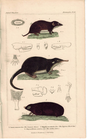 Mouse and Rat Shrew & Russian Musk Rat & Golden Mole 1837 Cuvier Print