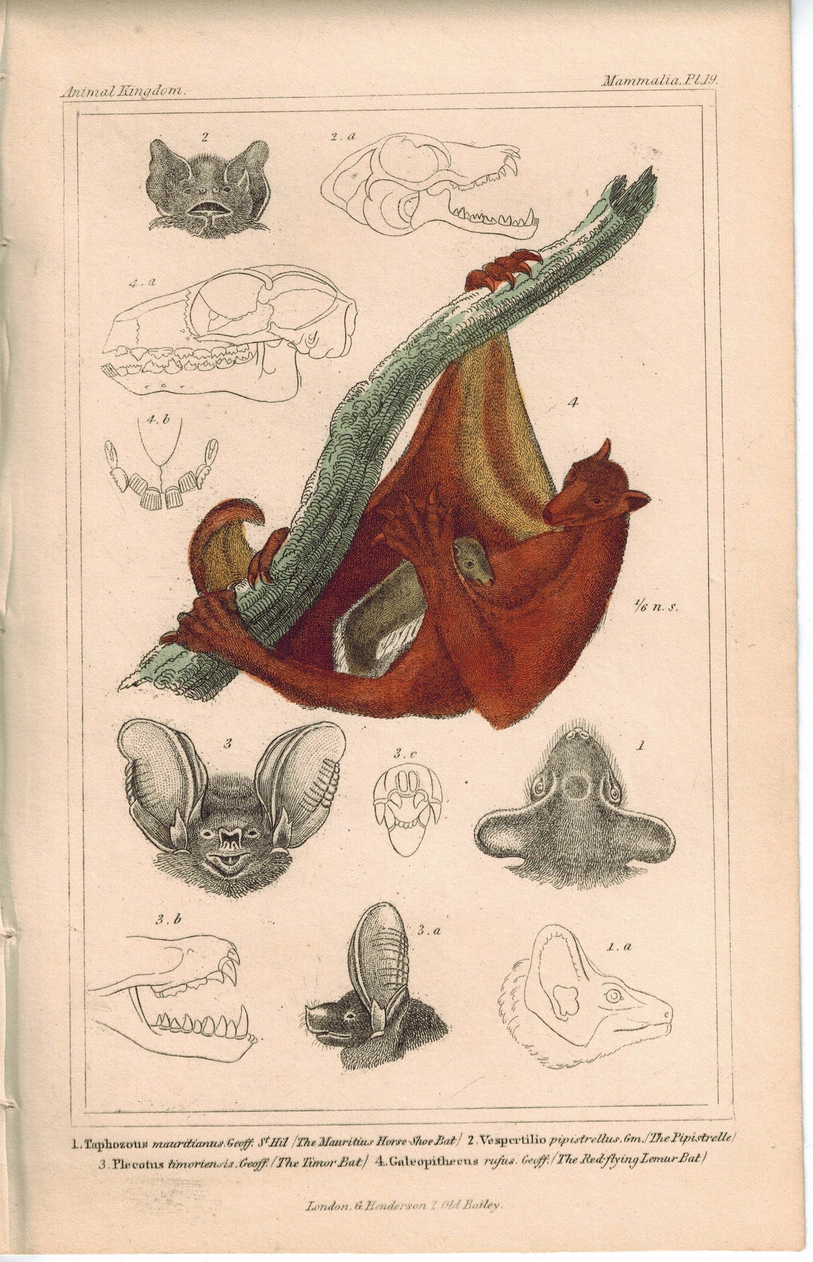 Red Flying Lemur Bat 1837 Antique Hand Color Engraved Cuvier Print