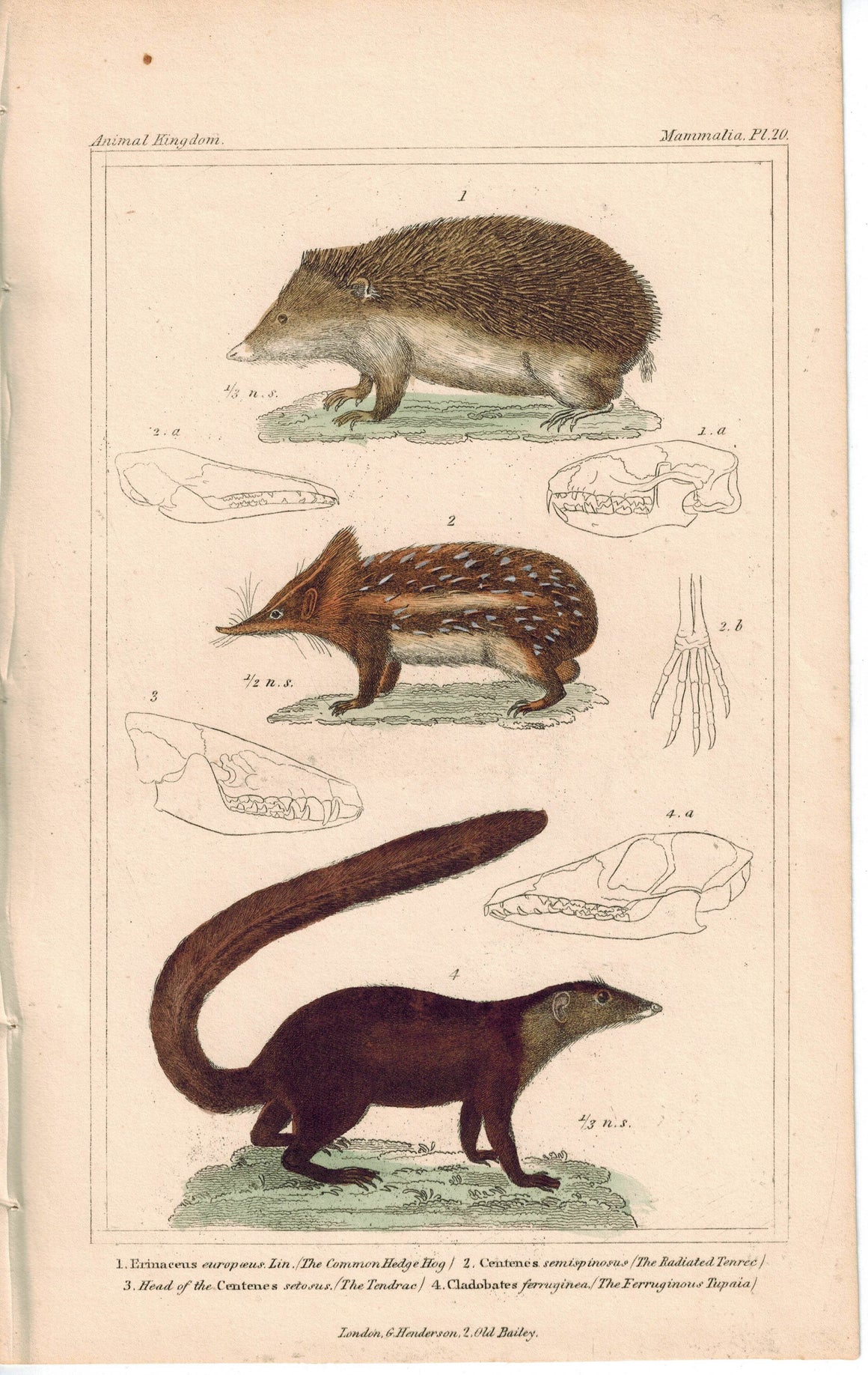 Hedgehog Tenrec & Tupaia 1837 Antique Hand Color Engraved Cuvier Print