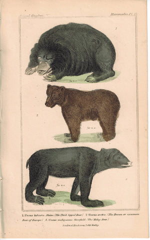 Thick Lipped Brown & Malay Bear 1837 Antique Hand Color Engraved Cuvier Print