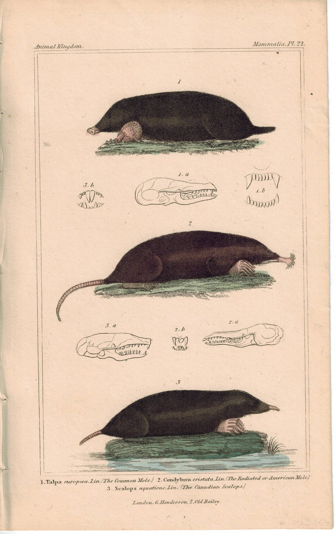 Common and American Mole & Canadian Scalops 1837 Color Engraved Cuvier Print