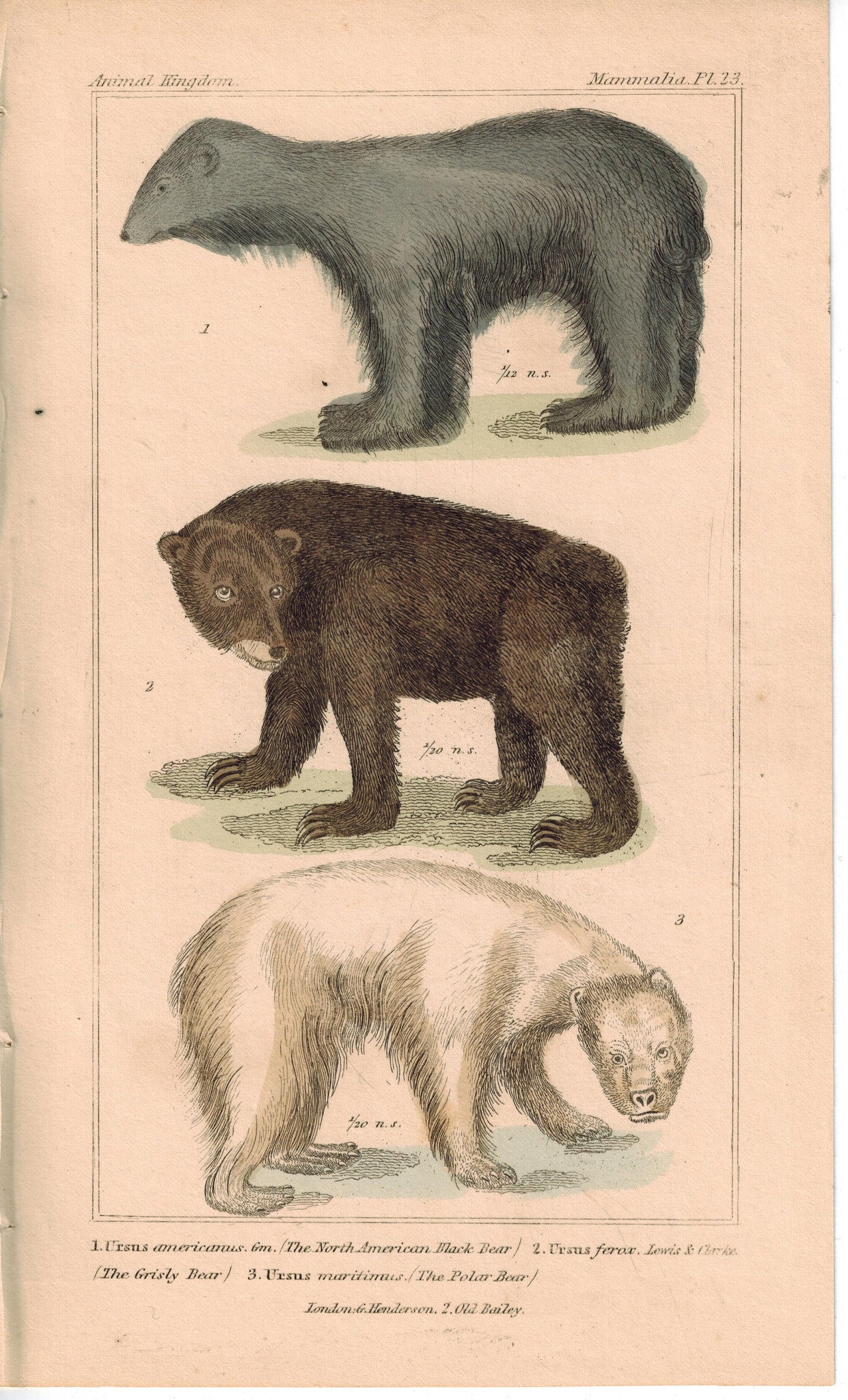 vintage black bear illustration