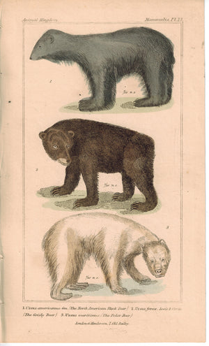 Black Bear Grisly Bear & Polar Bear 1837 Antique Hand Color Engraved Print