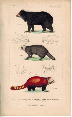 Black Bear Raccoon & Shining Panda 1837 Antique Hand Color Engraved Cuvier Print