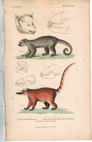Red Coati & Potos Caudivolvulus 1837 Antique Hand Color Engraved Cuvier Print
