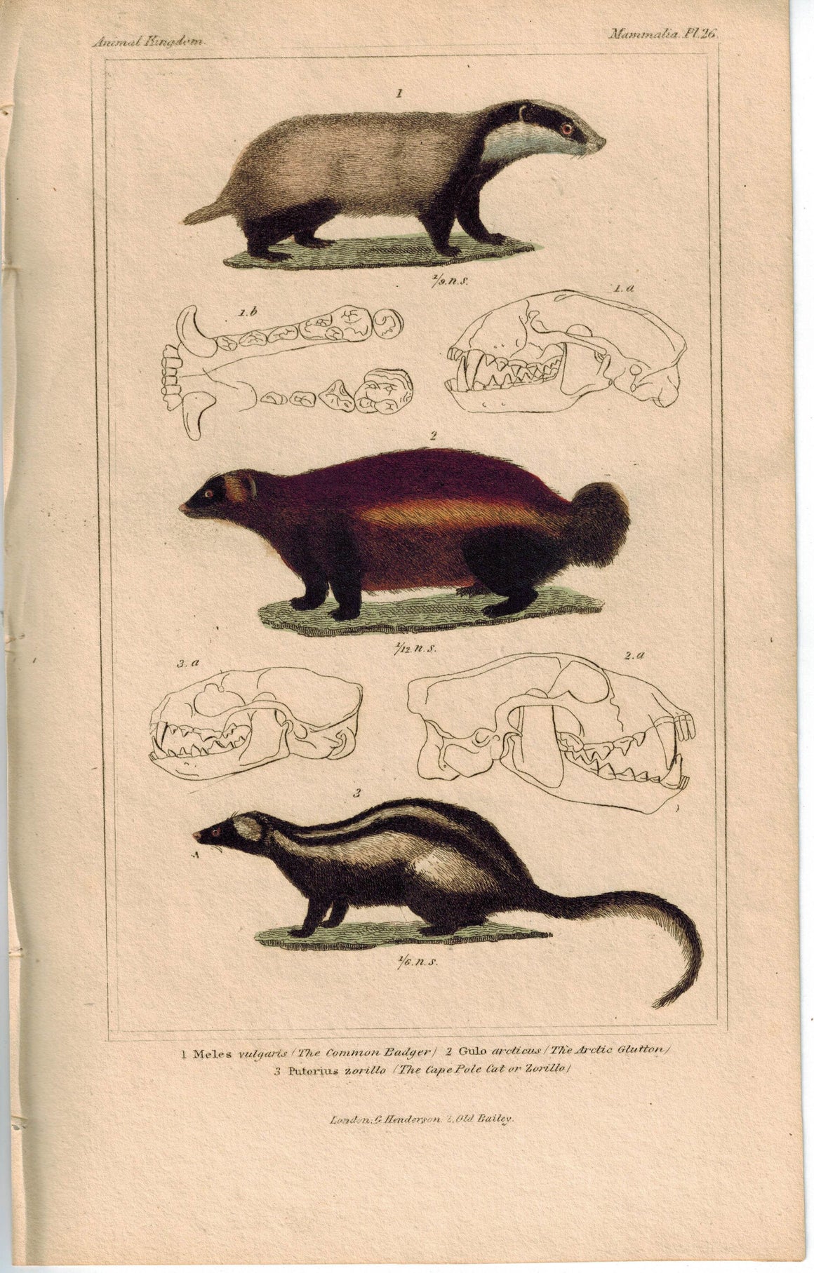 Badger Arctic Gluton & Cape Pole Cat 1837 Antique Color Engraved Cuvier Print