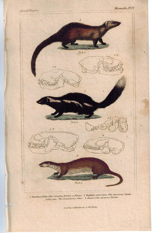 Pelcan American Skunk & Otter 1837 Antique Hand Color Engraved Cuvier Print