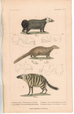 India Animals Pougoune Mangouste & Mangu 1837 Hand Color Engraved Cuvier Print