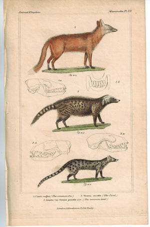Fox Civet & Genet 1837 Antique Hand Color Engraved Cuvier Print
