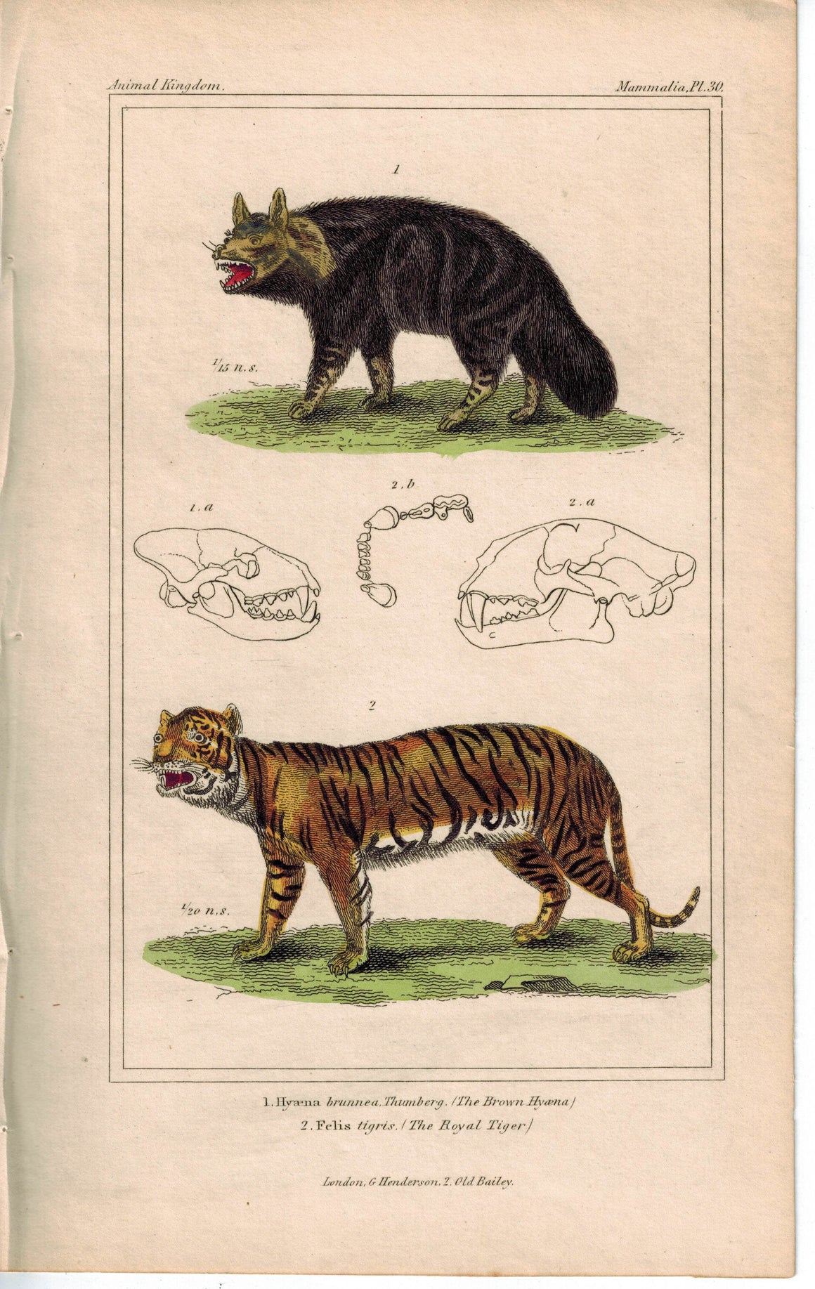 Brown Hyaena & Royal Tiger Cat 1837 Antique  Hand Color Engraved Cuvier Print
