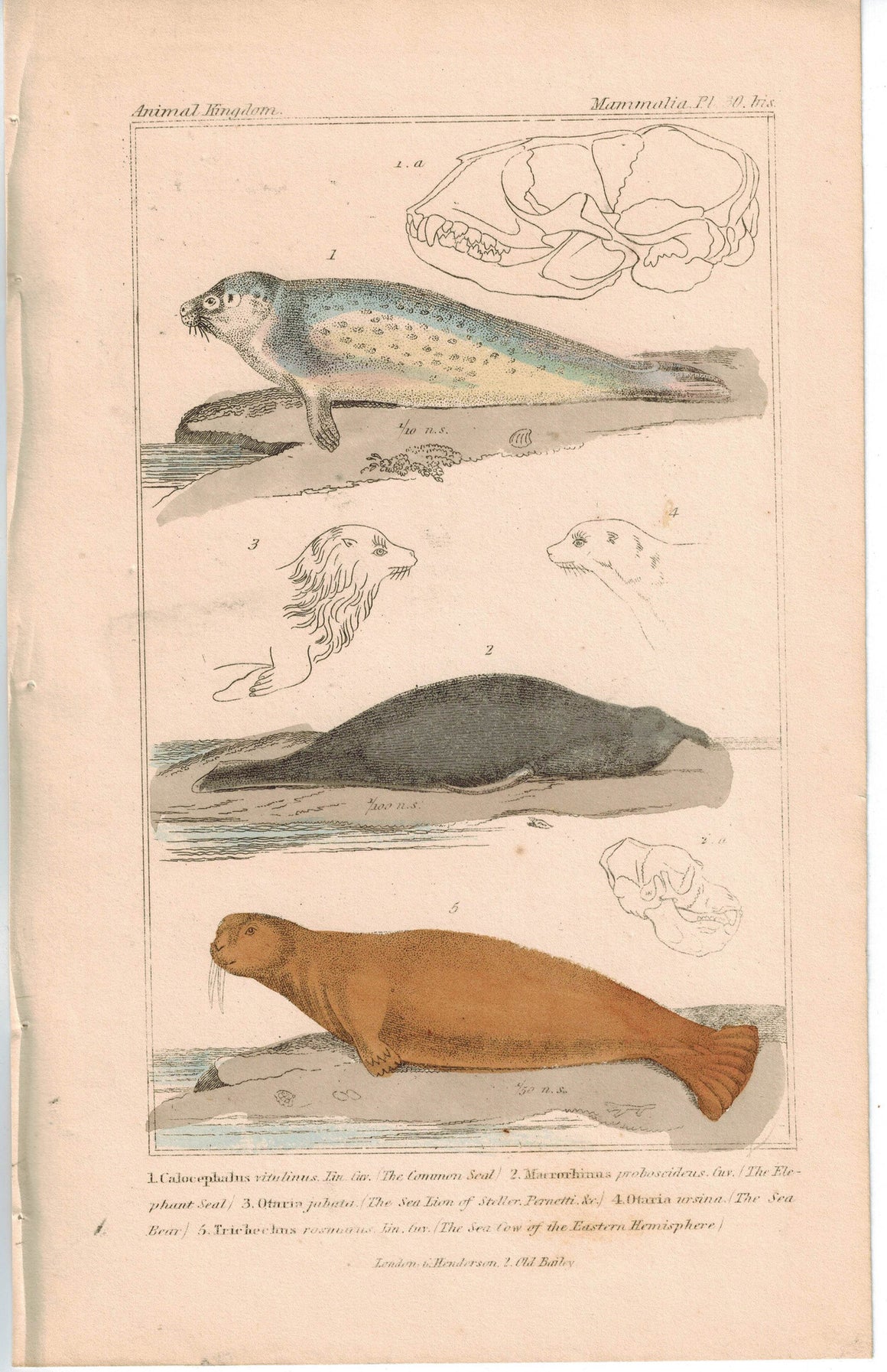 Seal Elephant Seal & Sea Cow 1837 Antique  Hand Color Engraved Cuvier Print
