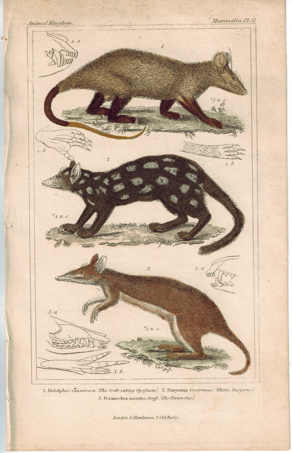 Crab-Eating Opossum & White's Dasyurus 1837 Antique Color Engraved Cuvier Print