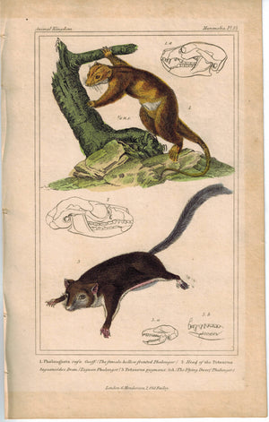 Female hollow-fronted Phalanger & Flying Dwarf Phalanger Engraved Cuvier Print
