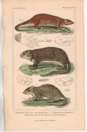 Norway Rat Houtia & Hydromys Water-Rat 1837 Antique Engraved Cuvier Print