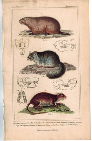 Squirrel Quebec Marmot & Fat Dormous 1837 Antique Engraved Cuvier Print