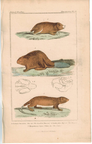 Hamster & Beaver 1837 Antique Engraved Cuvier Print