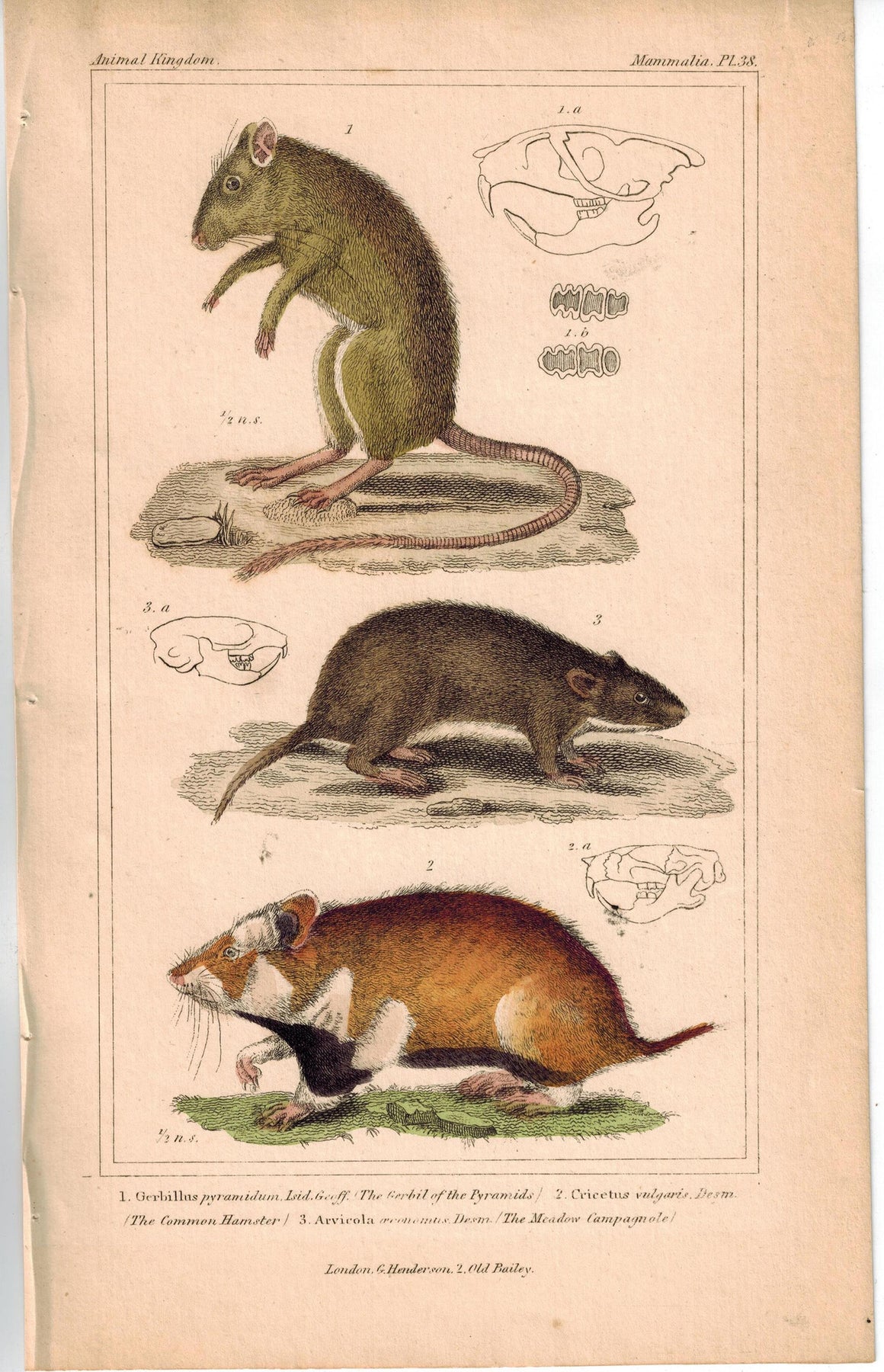 Gerbil Hamster & Meadow campagnole 1837 Antique Engraved Cuvier Print