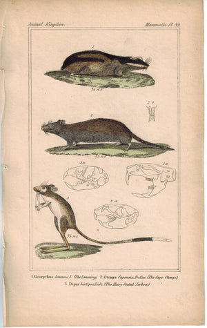 Lemming Cape Otomys Field Rat & Hairy-footed Jerboa Engraved Cuvier Print
