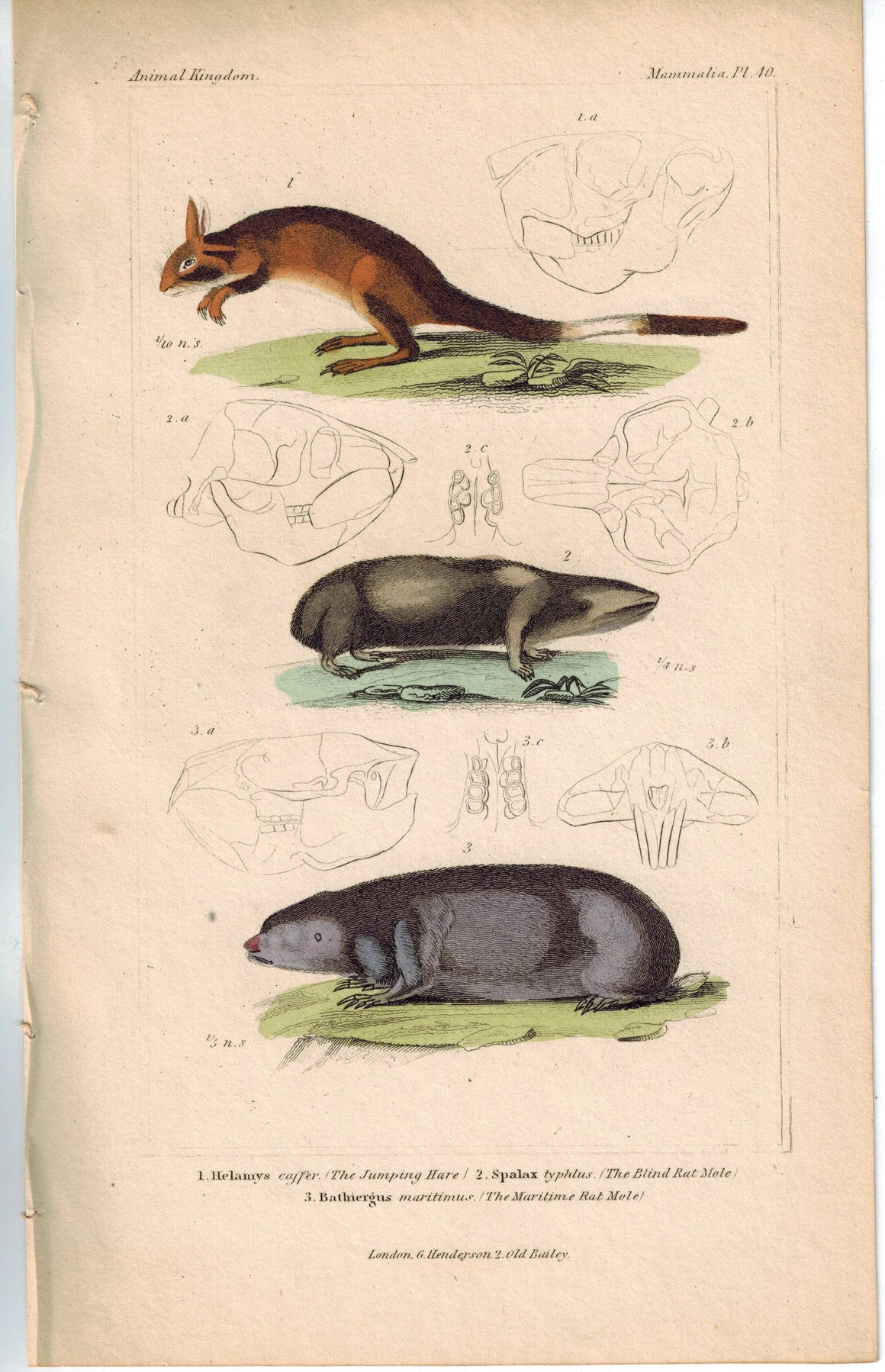 Jumping Hare & Blind Rat Mole 1837 Antique Engraved Cuvier Print