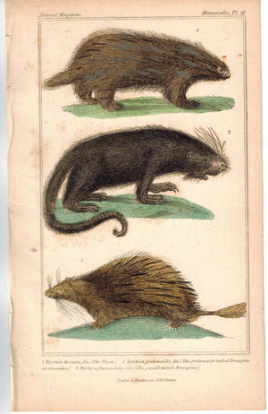 Urson Porcupine 1837 Antique Engraved Cuvier Print