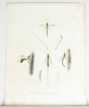 1854 Plate 1 - Pimpla lunator - Emmons