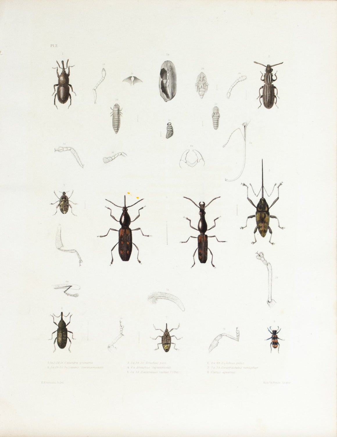 1854 Plate 2 - Weevils - Emmons 