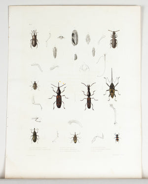 1854 Plate 2 - Weevils - Emmons