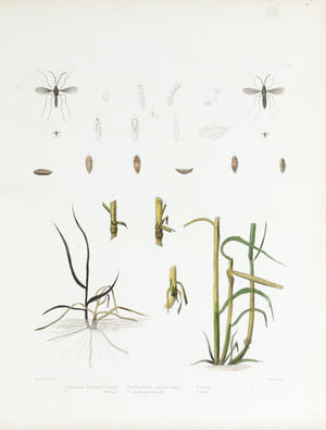 1854 Plate 4 - Hessian Fly - Emmons 