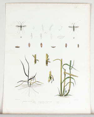 1854 Plate 4 - Hessian Fly - Emmons