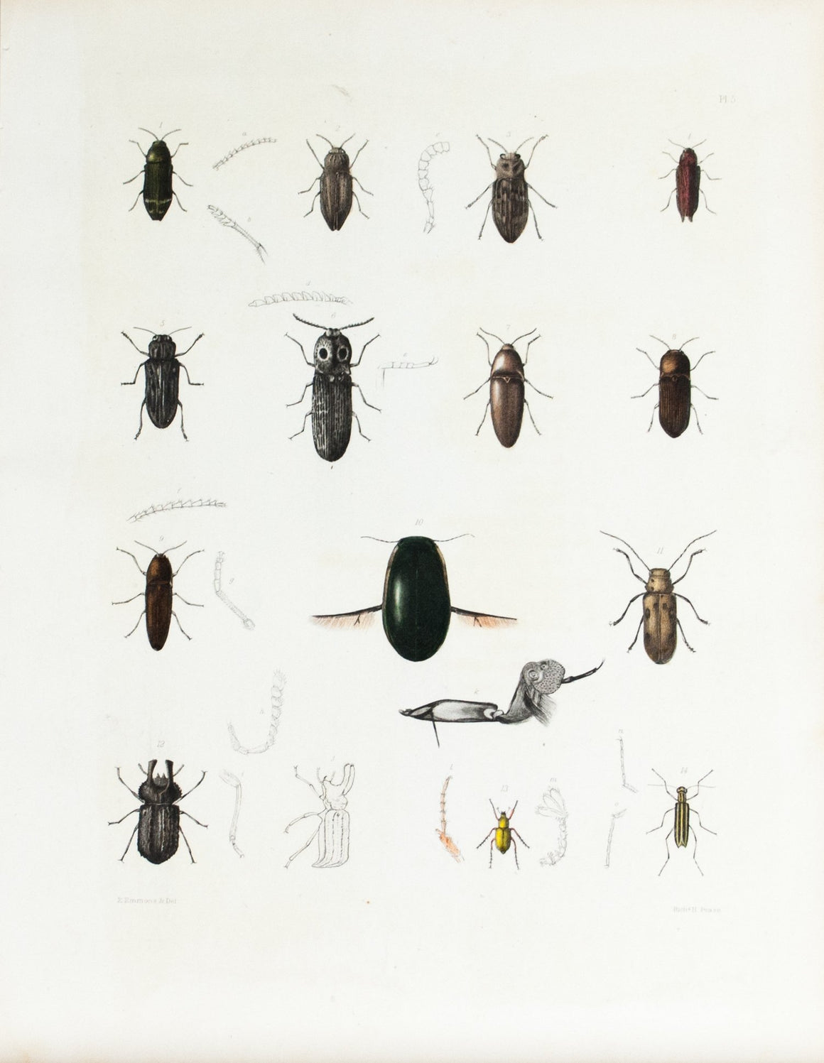 1854 Plate 5 - Beetles - Emmons 