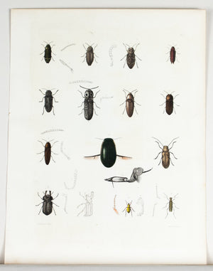 1854 Plate 5 - Beetles - Emmons