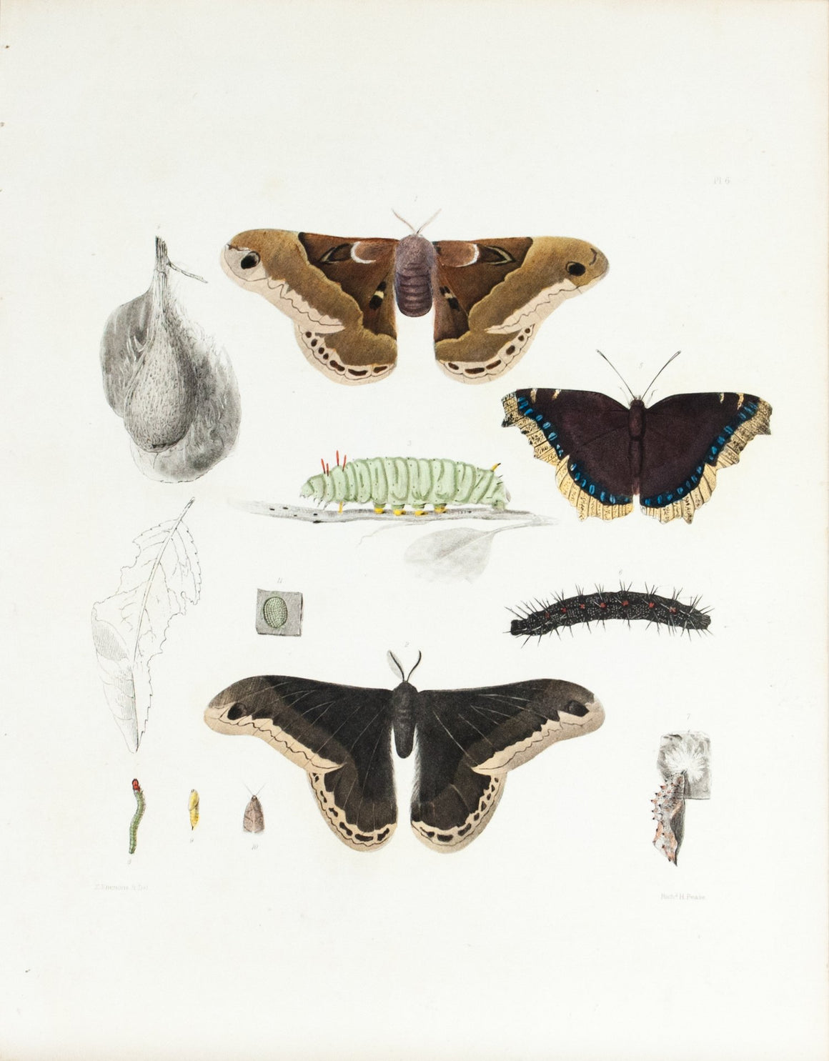 1854 Plate 6 - Atlas Prometheus Moth - Emmons 