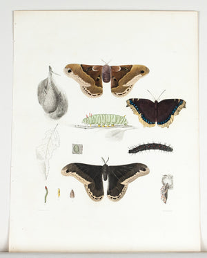 1854 Plate 6 - Atlas Prometheus Moth - Emmons