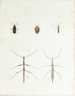 1854 Plate 7 - Stick Bug - Emmons 